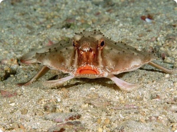 Морской нетопырь (лат. Ogcocephalus) Морской нетопырь (лат. Ogcocephalus)