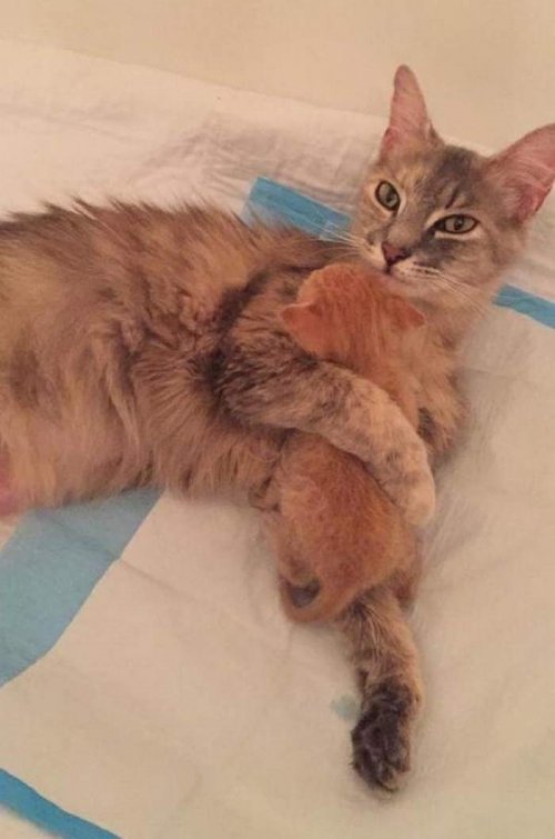 Потерявшая котят кошка стала чудесной матерью для осиротевшего котёнка (7 фото + видео) Потерявшая котят кошка стала чудесной матерью для осиротевшего котёнка (7 фото + видео)