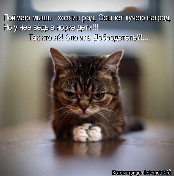 Самые смешные котоматрицы за прошедшую неделю Самые смешные котоматрицы за прошедшую неделю