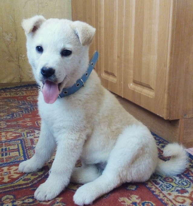 дом для щенка щенок в доме