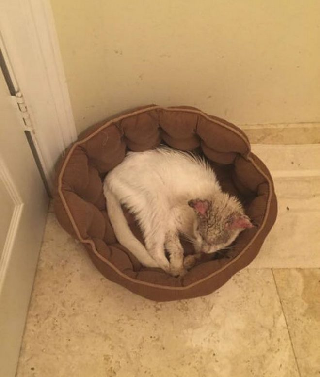 котик дома кот спит