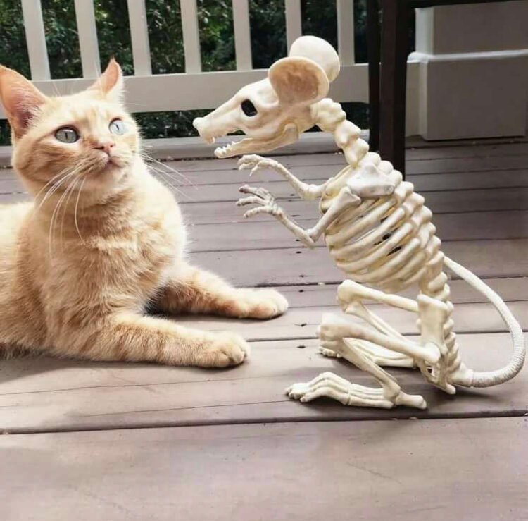 Кот, который мешал спать.