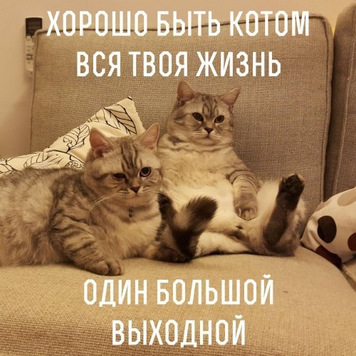 Если в сердце пустота,заведи себе кота!)