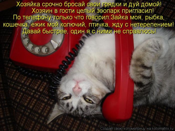 Котоматрицы великолепные, каждая с кусочком тепла, позитива и улыбкой! Котоматрицы великолепные, каждая с кусочком тепла, позитива и улыбкой!