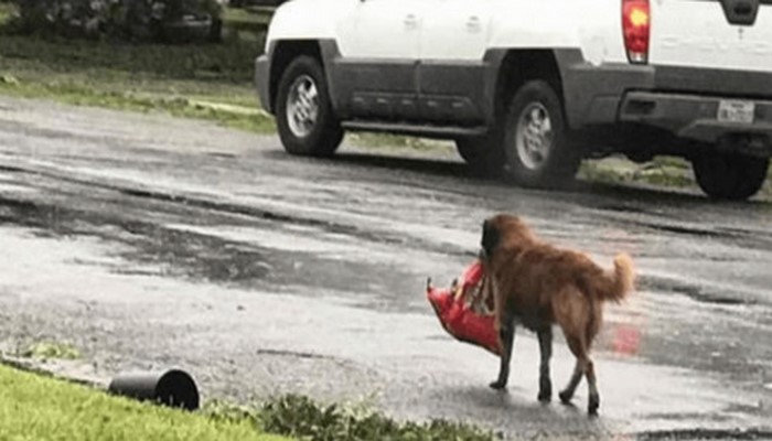 Пёс не отчаивался и упорно тащил тяжёлый пакет до самого порога