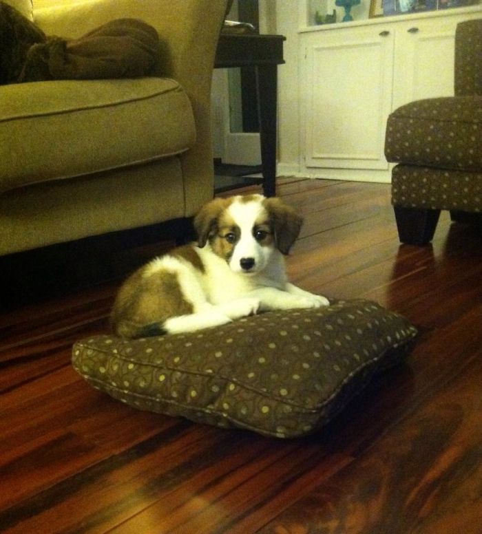 She Knows She's Not Allowed On The Couch... But We'd Never Said Anything About A Fallen Pillow. Little Opportunist