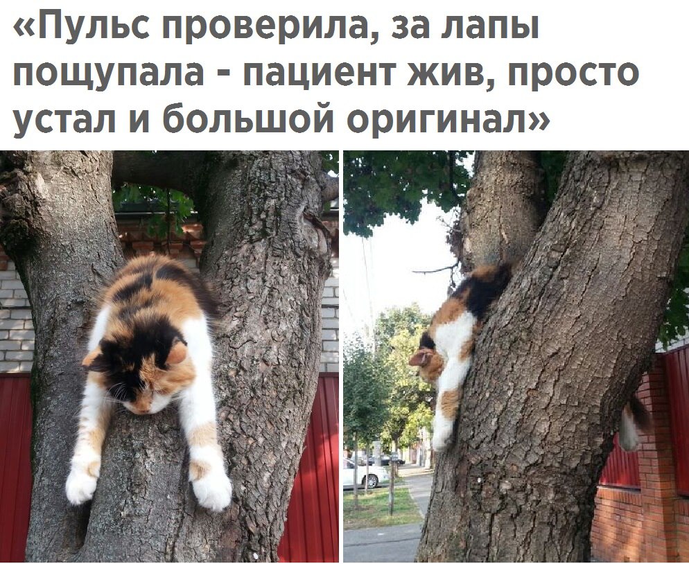 Кошки в нашей жизни)