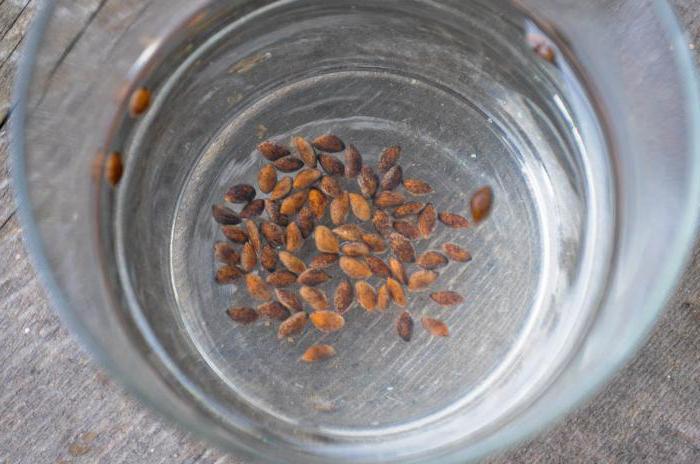 Скарификация - один из этапов подготовки семян к посеву, о котором мало кто знает Скарификация - один из этапов подготовки семян к посеву, о котором мало кто знает