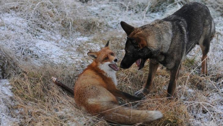 Sniffer fox and Tinni, дружба между лисой и собакой