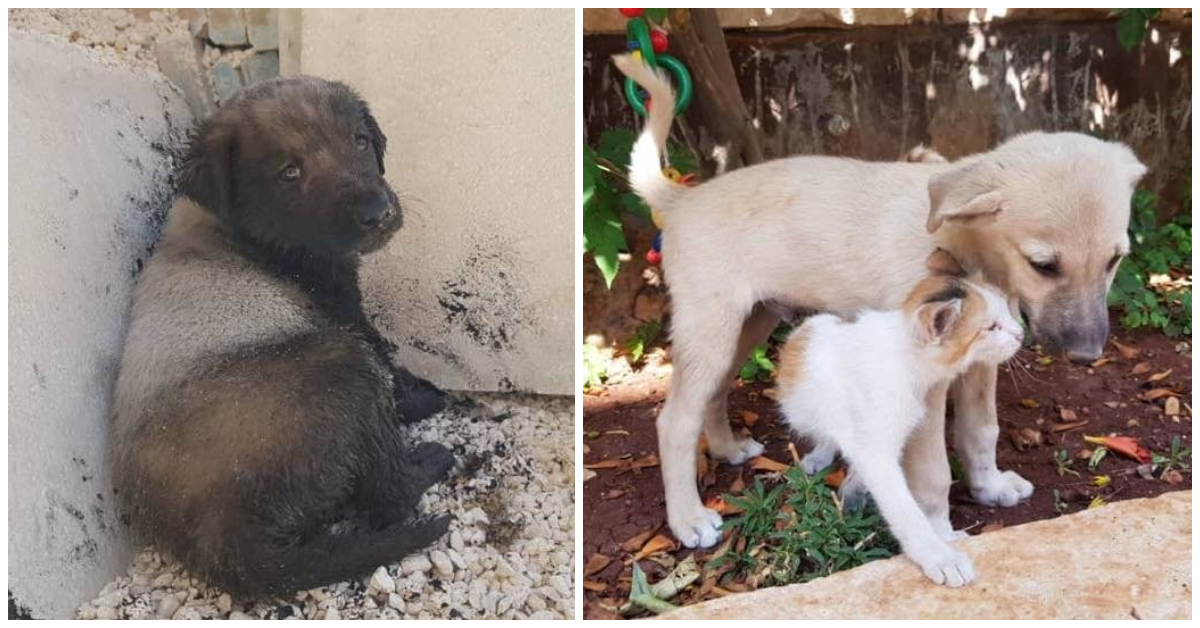 Роль бездомных животных в обществе