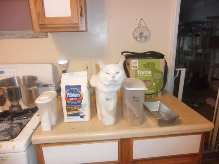 Кошки, которые любят сидеть в самых не подходящих для этого местах