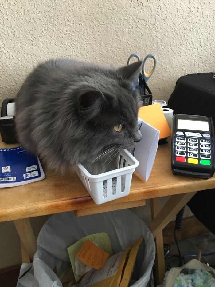 Кошки, которые любят сидеть в самых не подходящих для этого местах
