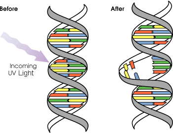 UV DNA