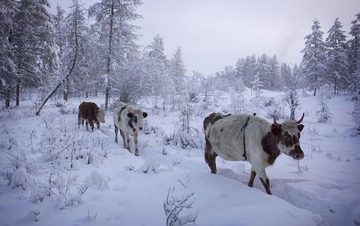 Коровы в лифчиках! Оймякон, зима, интересное, полюс холода, якутия