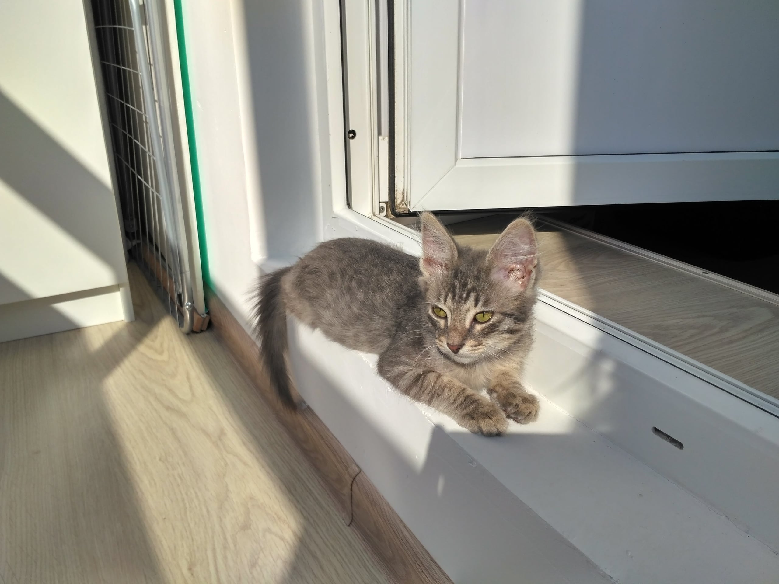 спасение котенка Котенок с ожогами на лапе и носу сидел у метро, надеясь, что его заметят