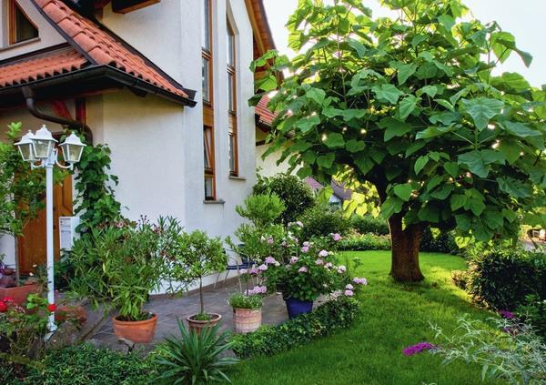 Павловния войлочная (Paulownia tomentosa) с крупными листьями великолепно притенит любое место отдыха. Для хорошего роста ей необходимо солнечное место. Павловния войлочная (Paulownia tomentosa) с крупными листьями великолепно притенит любое место отдыха.