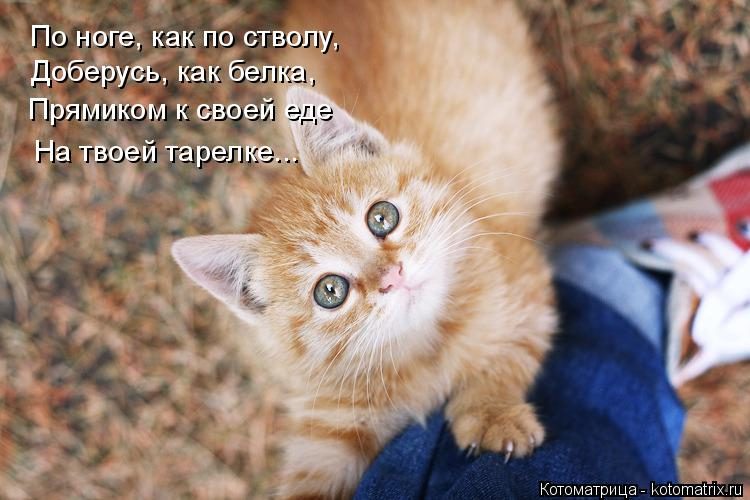 Самые смешные котоматрицы за прошедшую неделю Самые смешные котоматрицы за прошедшую неделю