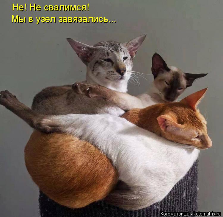 Байки про котов 14