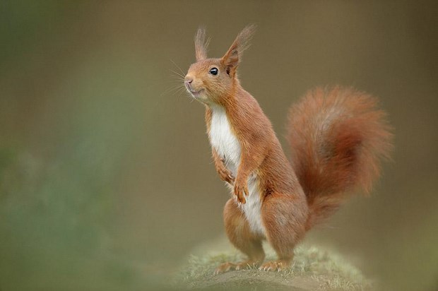 Самые робкие животные позируют перед камерой: как фотографу это удалось?