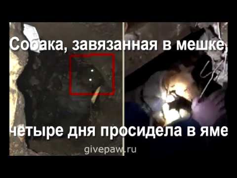 Спасение собаки Спасение собаки
