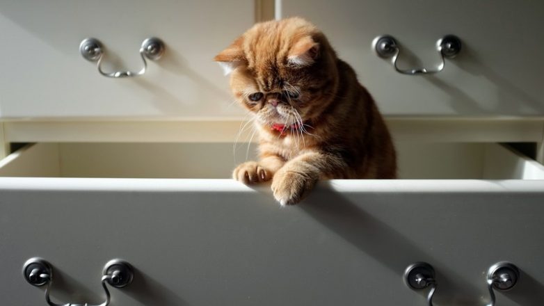 Как использовать котов в хозяйстве) Как использовать котов в хозяйстве)