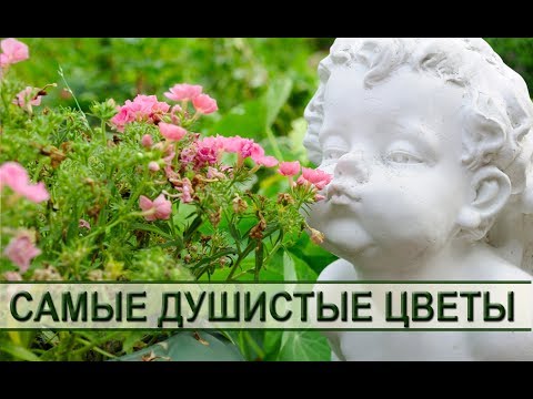 Душистые садовые цветы Душистые садовые цветы