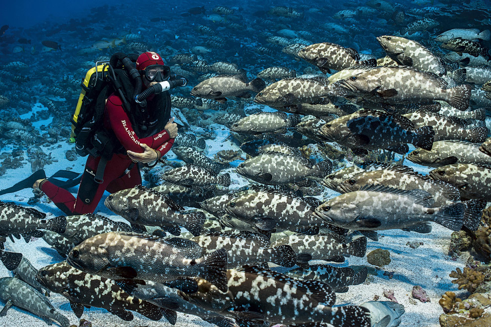 Shark Feeding Frenzy