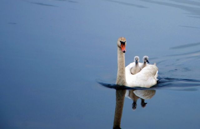 ПозитиФФ.....Удачный кадр (о братьях наших меньших), снова...!!!!