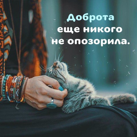 Котопост: кошки - очарование моё!