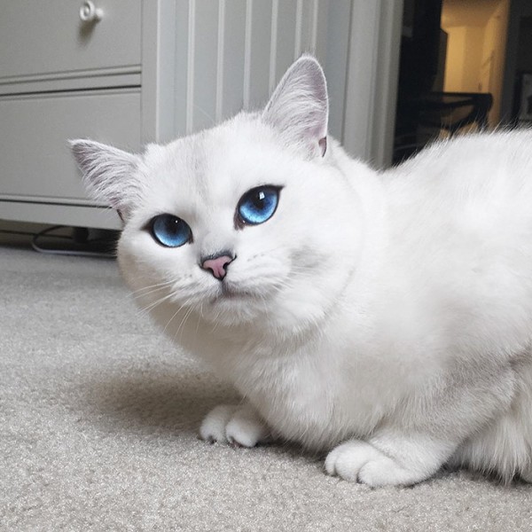 Кошки-блондинки