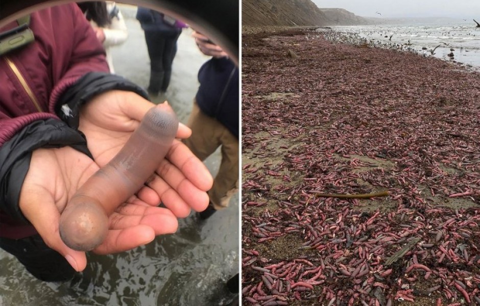 Тысячи рыб неприличной формы вымыло на калифорнийские пляжи