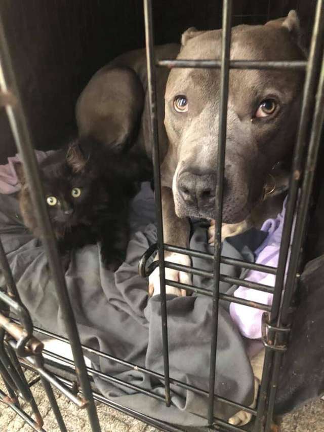 дружба кота и собаки питбуль и кот