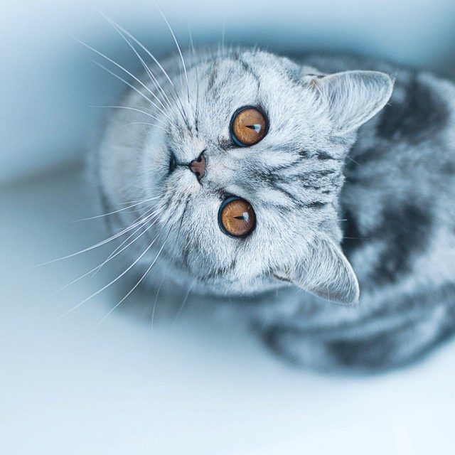ЧТЕНИЕ ДЛЯ БЕЗЗАВЕТНЫХ КОШКОЛЮБОВ. Признаки кошачьей любви. ЧТЕНИЕ ДЛЯ БЕЗЗАВЕТНЫХ КОШКОЛЮБОВ. Признаки кошачьей любви.