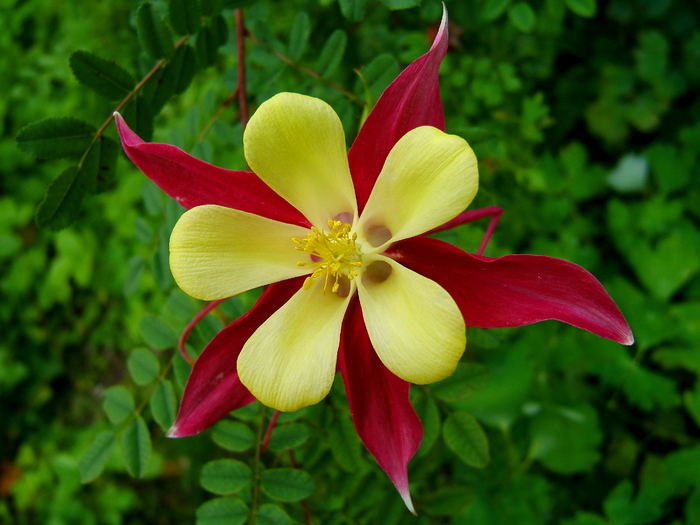 2007-07-09Aquilegia01 (700x525, 414Kb)