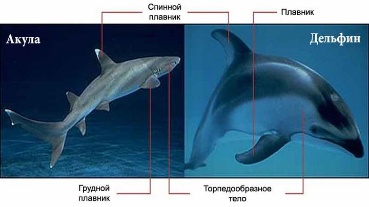 Рассмотрите рисунок где изображены акула и дельфин почему они имеют похожую форму тела и плавников