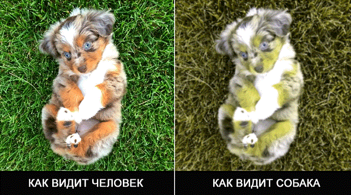 Разница в цветовом восприятии глаз человека и собаки. /Фото: dogtricks.ru