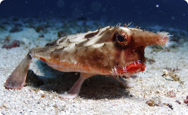 Морской нетопырь (лат. Ogcocephalus) Морской нетопырь (лат. Ogcocephalus)