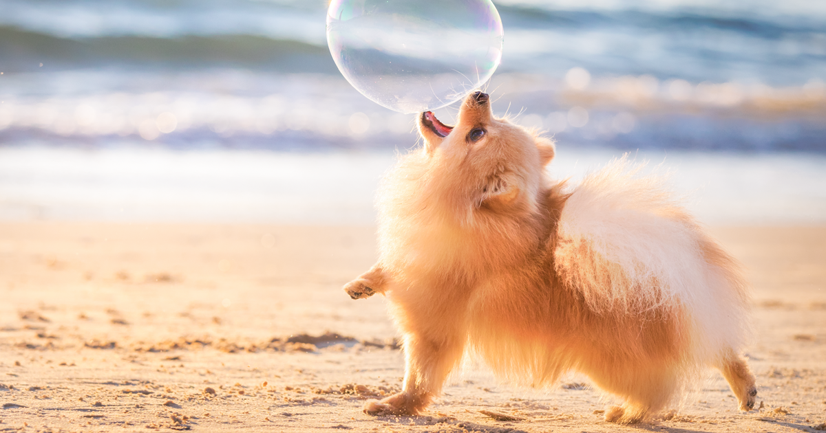 The Winners Of The 2018 Dog Photographer Of The Year Have Been Announced