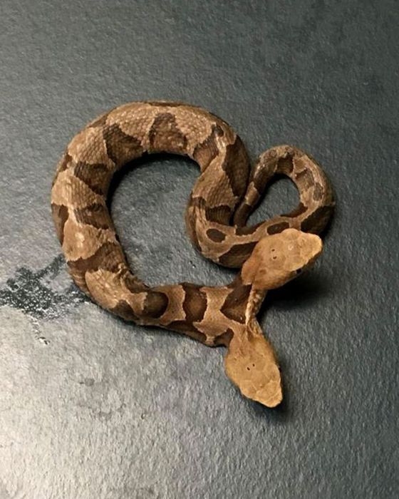 Найдена уникальная змея с двумя головами