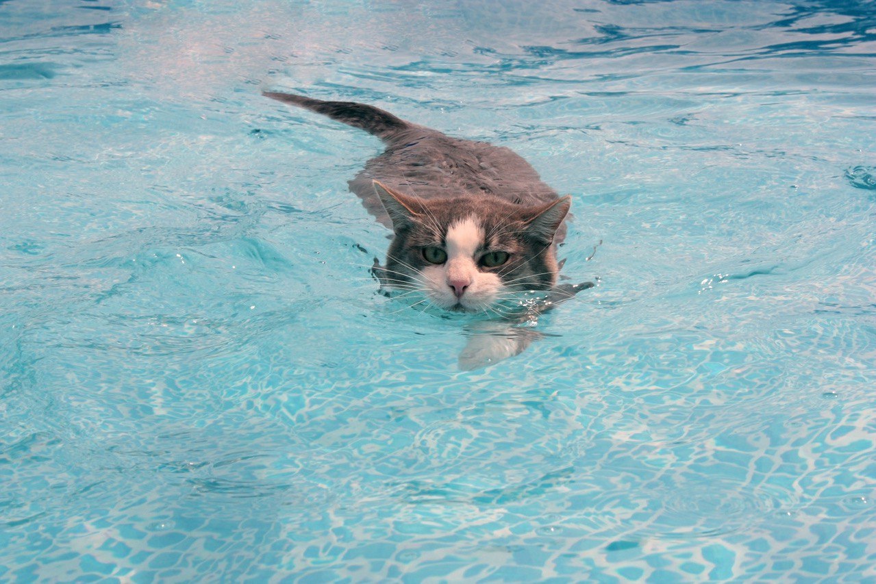 Морские котики) Коты и море