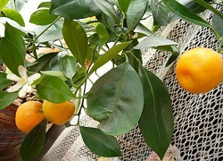 мандарины уход мандарины уход