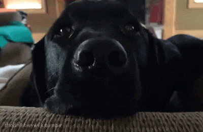 Традиционная подборка гифок #194 BroDude.ru brodude.ru 16.12.2013 ssD3hhdJm93KB