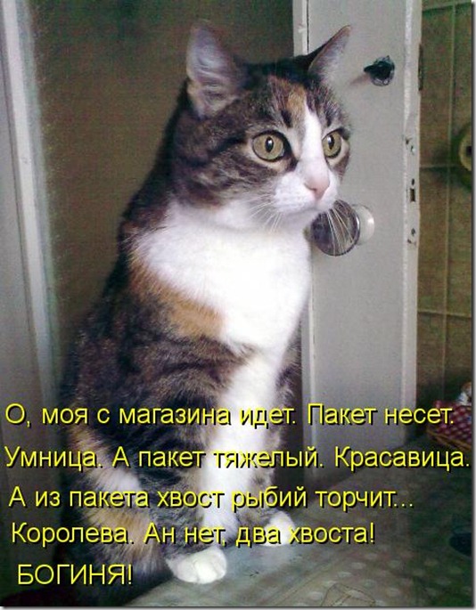 kotomatritsa_8