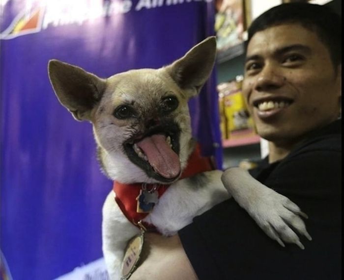 животные, героизм