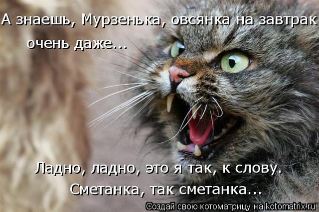 Лучшие котоматрицы недели Лучшие котоматрицы недели