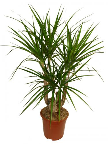 dracena.jpg