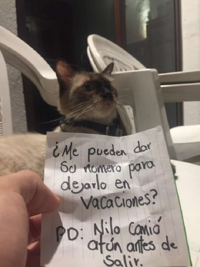 После долгого отсутствия, кошка вернулась домой с запиской, которая была прикреплена к ее ошейнику