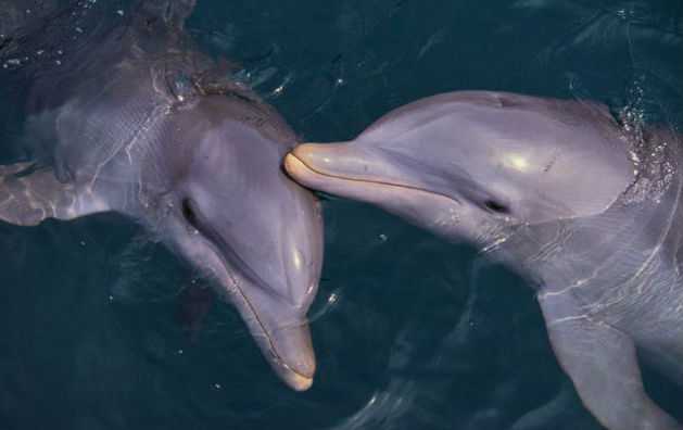 Биолог стала свидетельницей того, как дельфины спасли самоубийцу