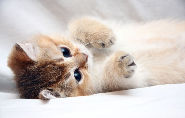 кот, кошка, котенок. кот, кошка, котенок.
