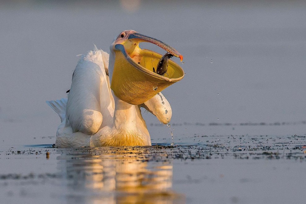 Розовый пеликан (Pelecanus onocrotalus)